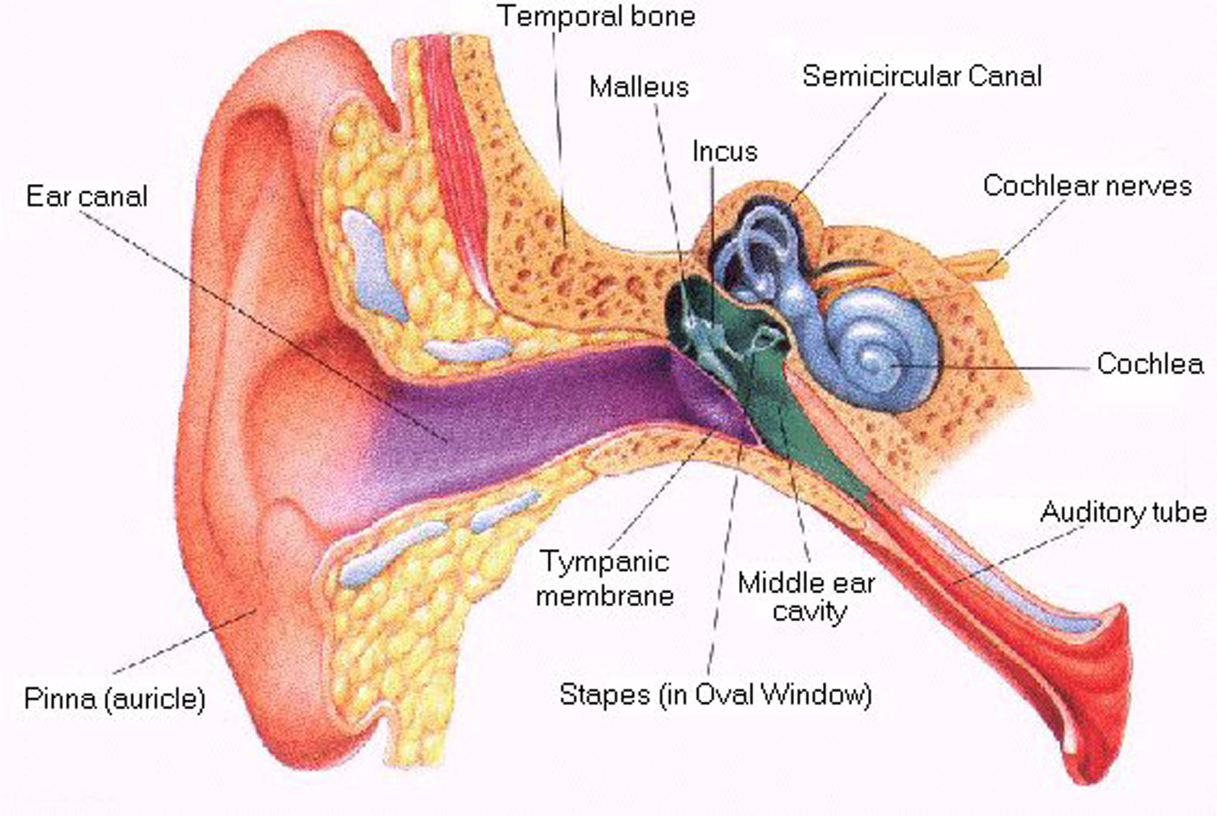 nasal congestion headache sore throat fatigue