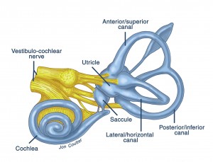 ga2--inner_ear