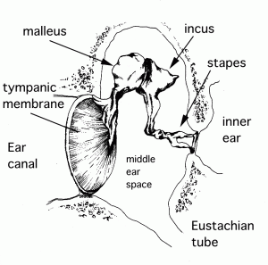 How does your ear work?