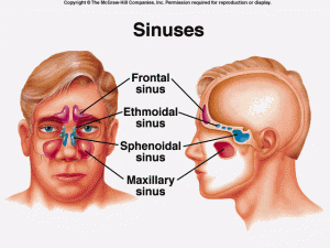 sinuses