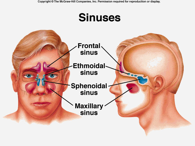 What Are The 4 Nasal Sinuses