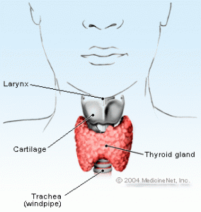 thyroid_gland